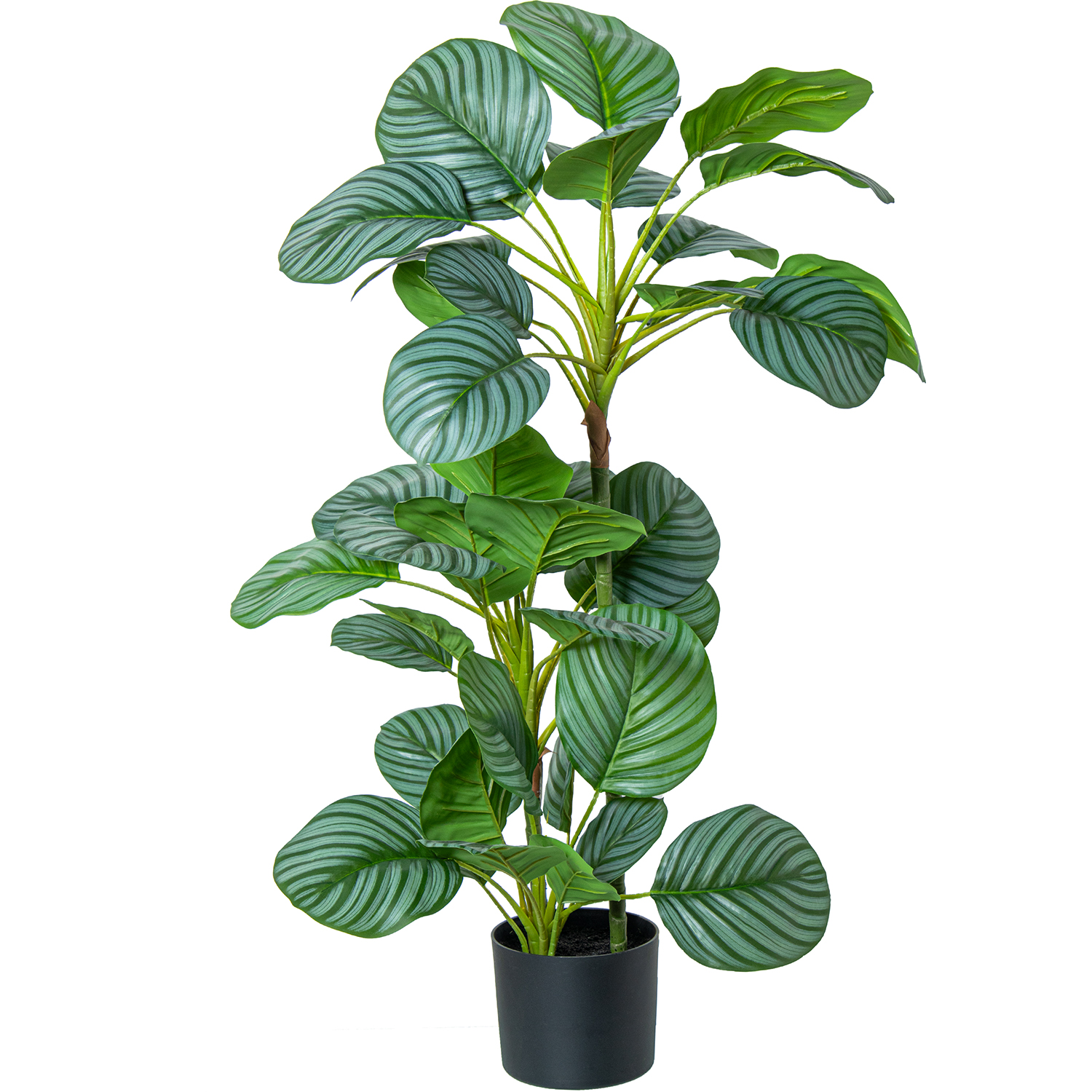 PLANTA ARTIFICIAL CALATHEA ORBIFOLIA 50CM-4 HORQUILLAS
